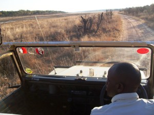 This is what I see as wee drive around. We are up high in this big safari truck.